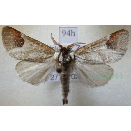 Clostera curtula (Linnaeus, 1758) male Wzjeżka łozówka Poland94h